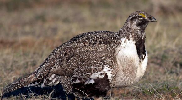 Male Greater Sage Grouse