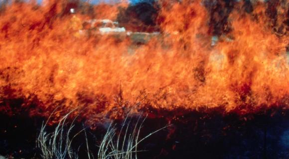 Flames in a grass fire