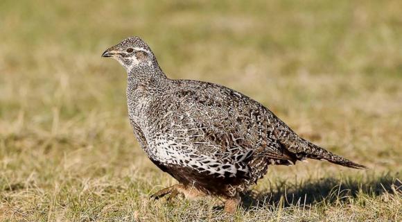 Female Greater Sage Grouse