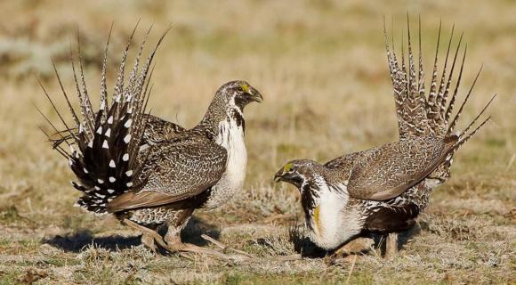 Greater Sage Grouse males courting