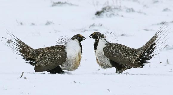 Two Greater Sage Grouse males facing each other