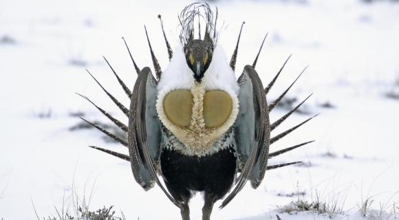 Greater Sage Grouse displaying