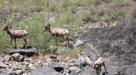 Bighorn sheep in Hells Canyon.