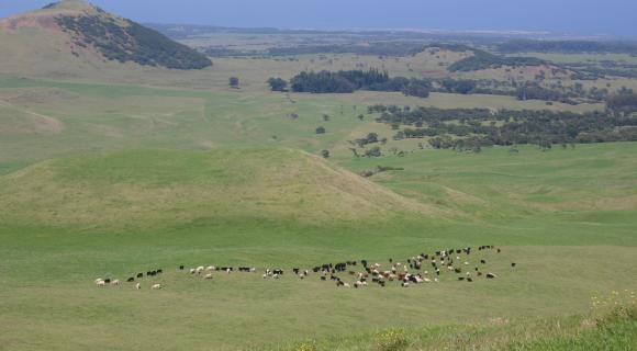 cattle grazing in grassland on Hawaii