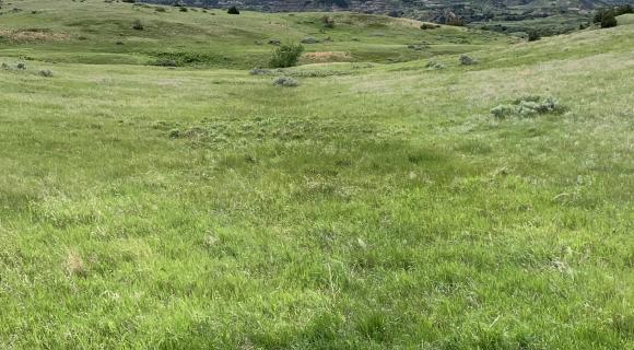 Grassland vegetation 