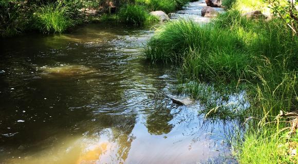 Stream with lots of vegetation