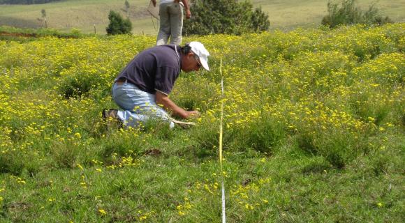 Surveying Fireweed Populations on Maui, Hawaii.