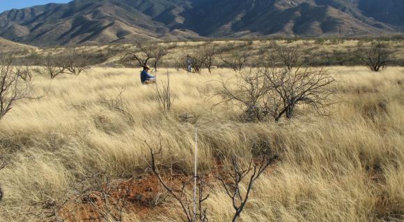 Monitoring at Santa Rita Experimental Range
