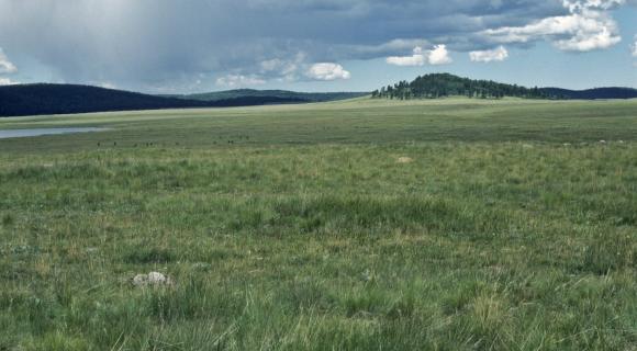 Cattle grazing in riparian area