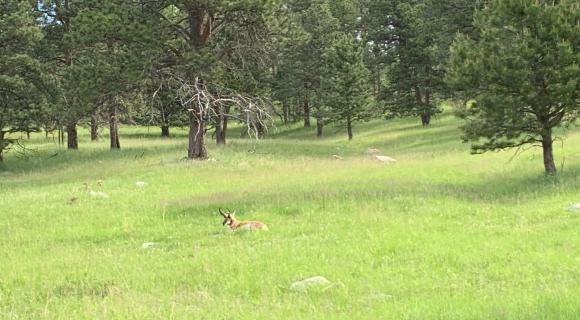 Antelope bedded down in grass - SD