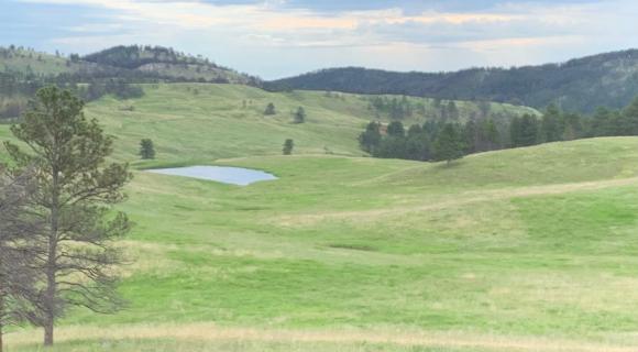 Landscape of Custer State Park, SD