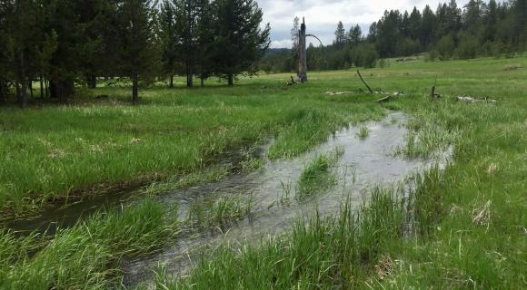 Meadow stream, Idaho