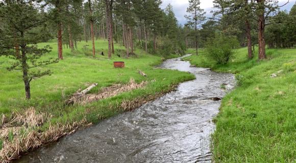 Small river with grass and trees - SD