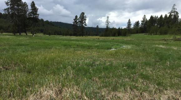 Stream running through open meadow