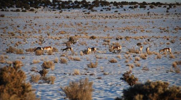 Pronghorn on grasland