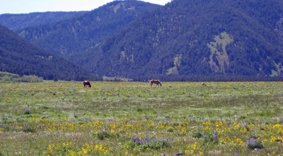 Rangeland Ecology | Rangelands Gateway