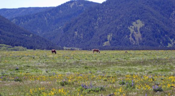 Horses grazing on grassland with mountains in back