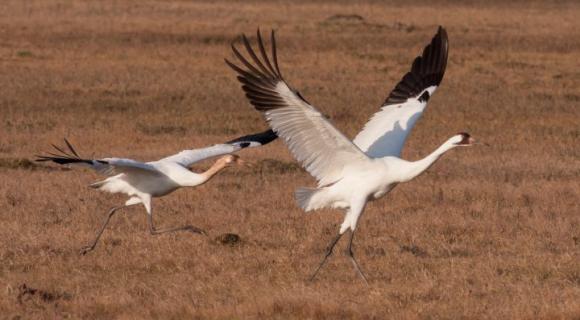 Wooping crane pair taking flight