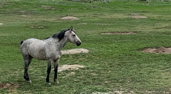 Wild horse in a prairie dog town, ND
