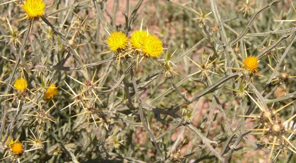 Yellow Starthistle