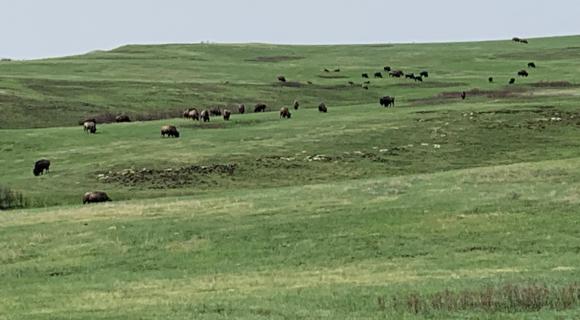 Buffalo grazing on tall grass prairie