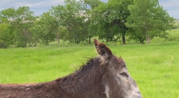 Wild burros, ND