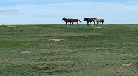 Wild horses on grassland