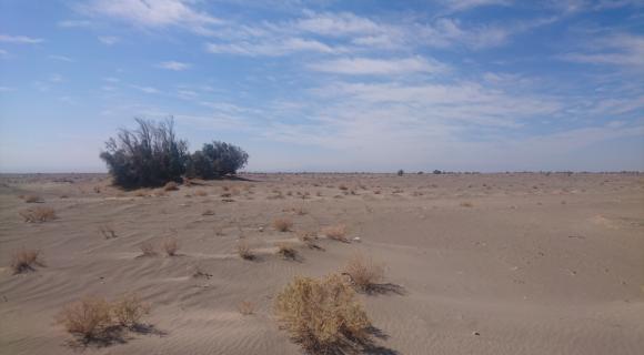 Sand overtaking grassland vegetation