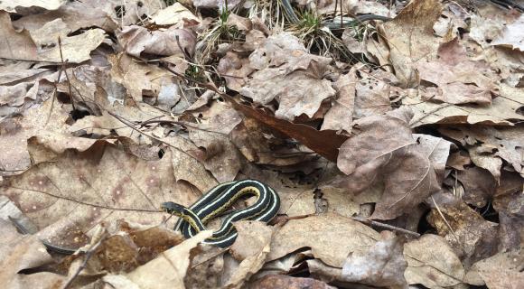 Snakes in leaf litter