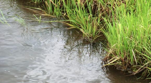 steam and riparian vegetation