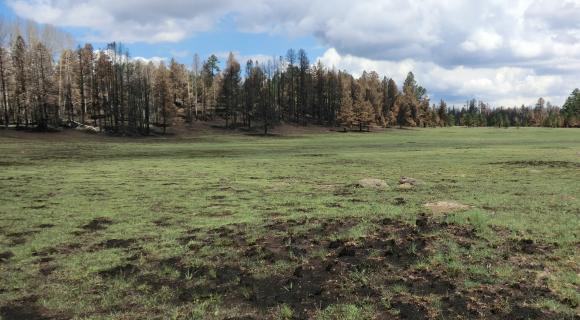 recently burned mountain meadow