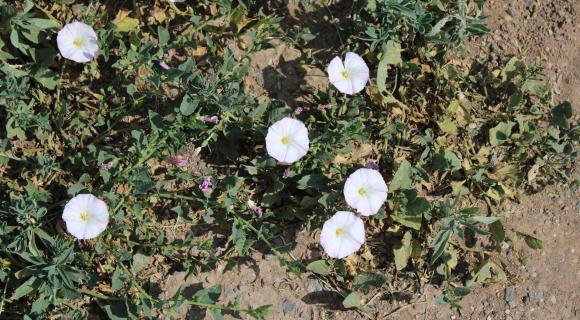 Field Bindweed