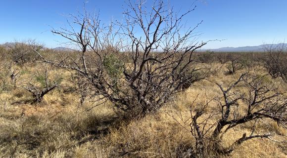 Treated Mesquite