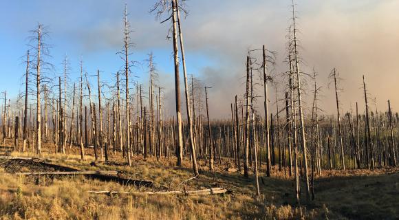 Post-fire Landscape