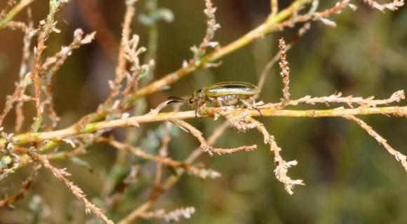 Tamarisk Beetle