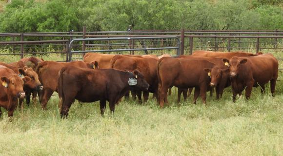 Collared Cattle in grazing study on Santa Rita Ranch in Arizona
