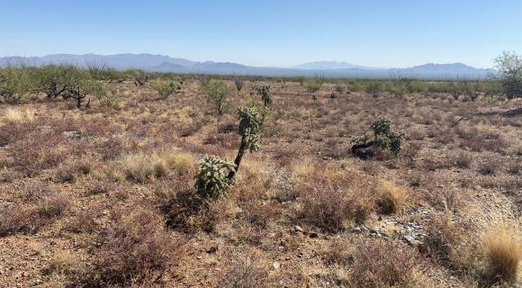 Seeded rock structure with new perennial grasses in Arizona