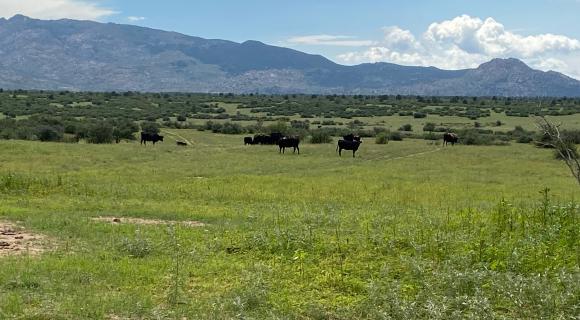 Cattle grazing on grass with mountains in backgrounnd