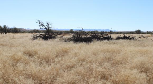 Mesquite slash piles following grubbing treatment